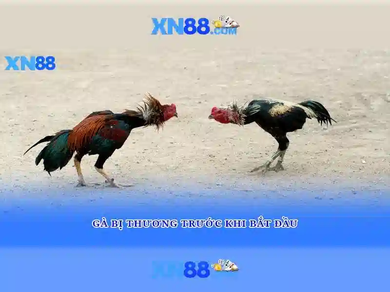 XN88: Tổng quan về nền tảng và cơ hội