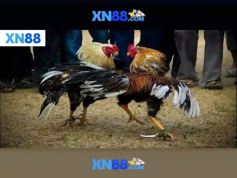Xn88 – Nền tảng giải trí và cược trực tuyến uy tín