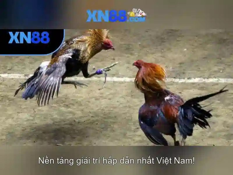 Lịch sử và nguồn gốc của xn88 Lịch sử và nguồn gốc của xn88