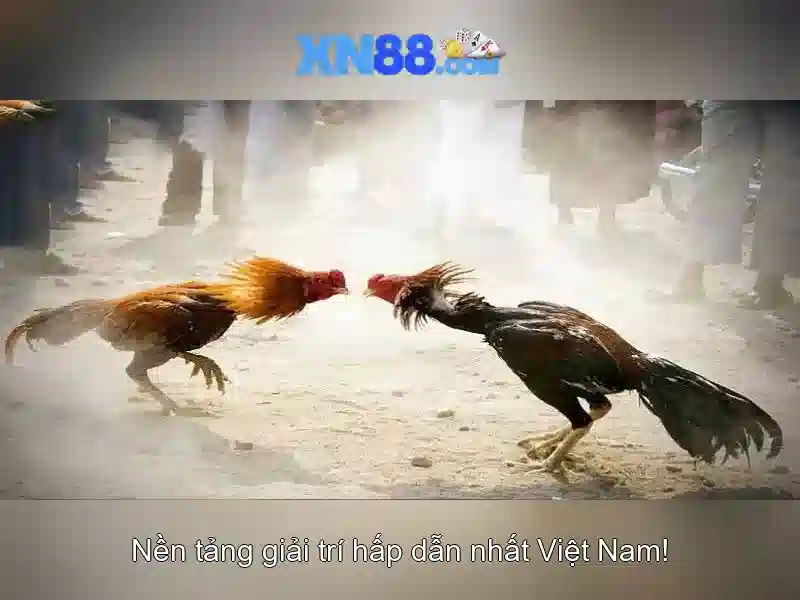 Xn88: Tổng quan và những điều bạn cần biết