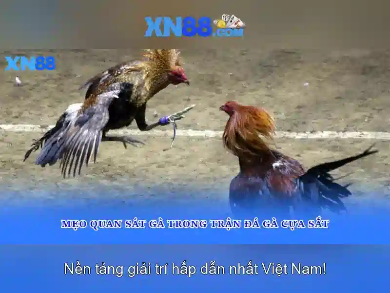 Giới thiệu về xn88: nền tảng trò chơi và đánh giá