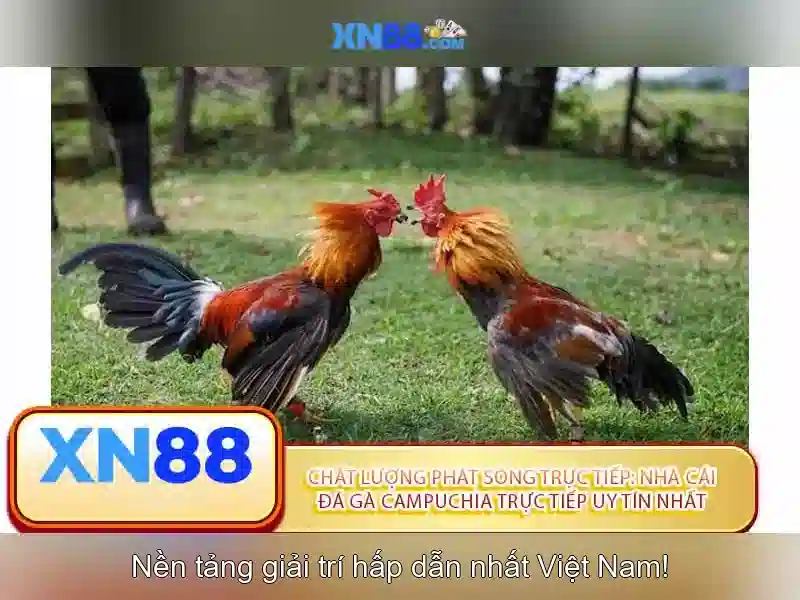 Các yếu tố làm cho XN88 nổi bật Các yếu tố làm cho XN88 nổi bật
